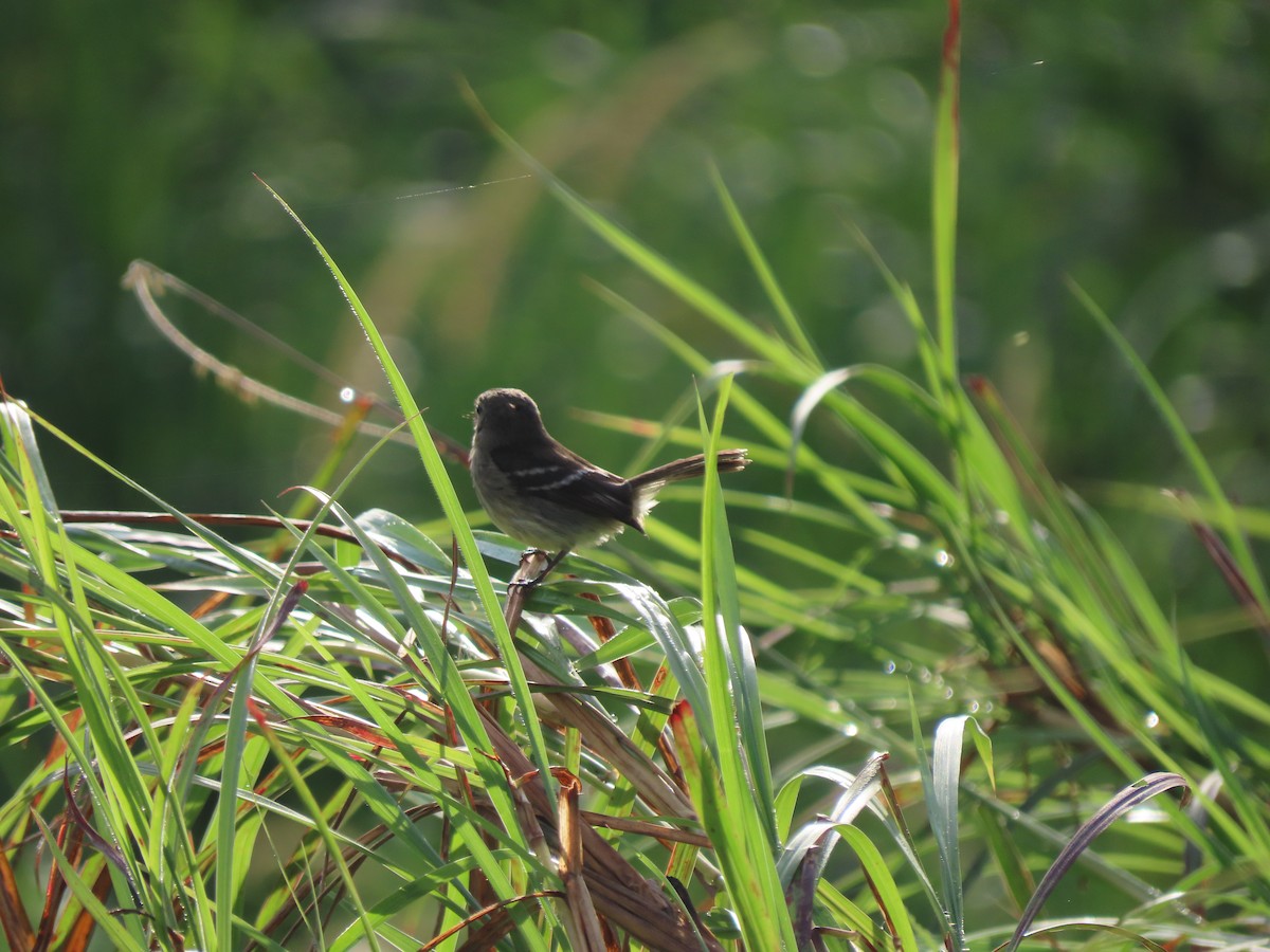 Olive-chested Flycatcher - ML634592211