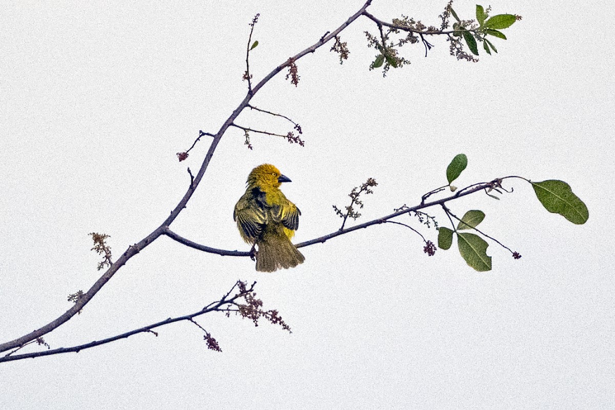 Holub's Golden-Weaver - ML634592329