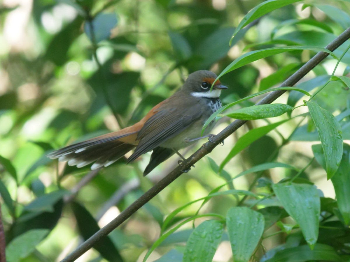 Australian Rufous Fantail - ML634592407