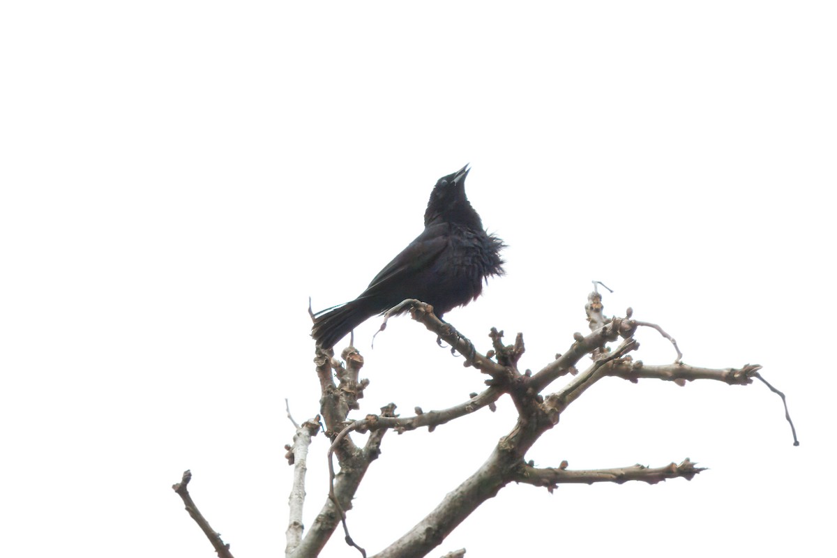 Scrub Blackbird - ML634592453