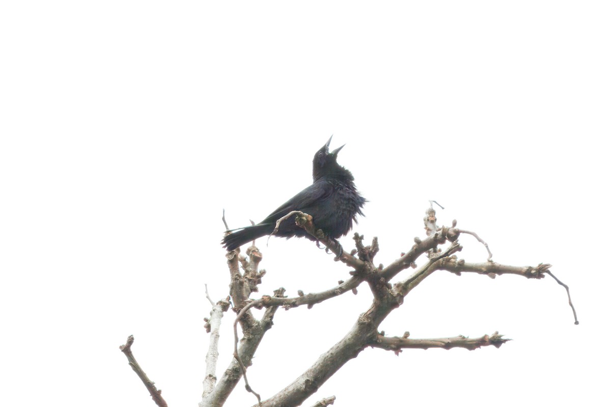 Scrub Blackbird - ML634592454