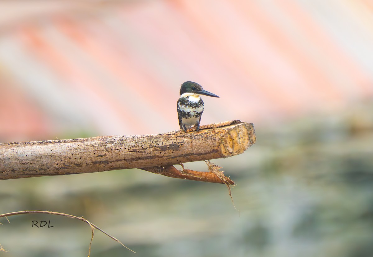 Green Kingfisher - ML634592472