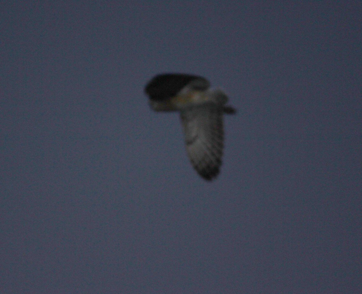 Australasian Grass-Owl - ML634592484