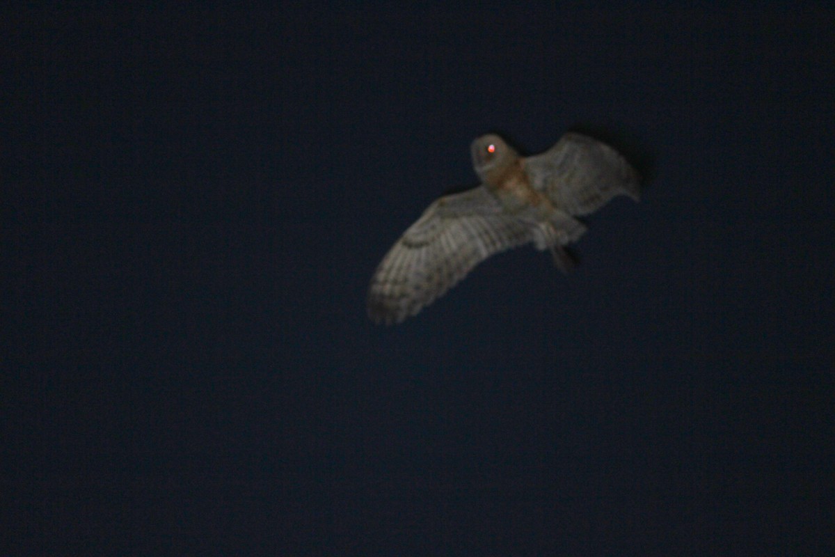 Australasian Grass-Owl - ML634592485