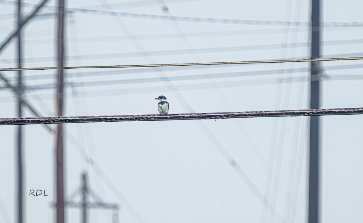 Belted Kingfisher - ML634592488