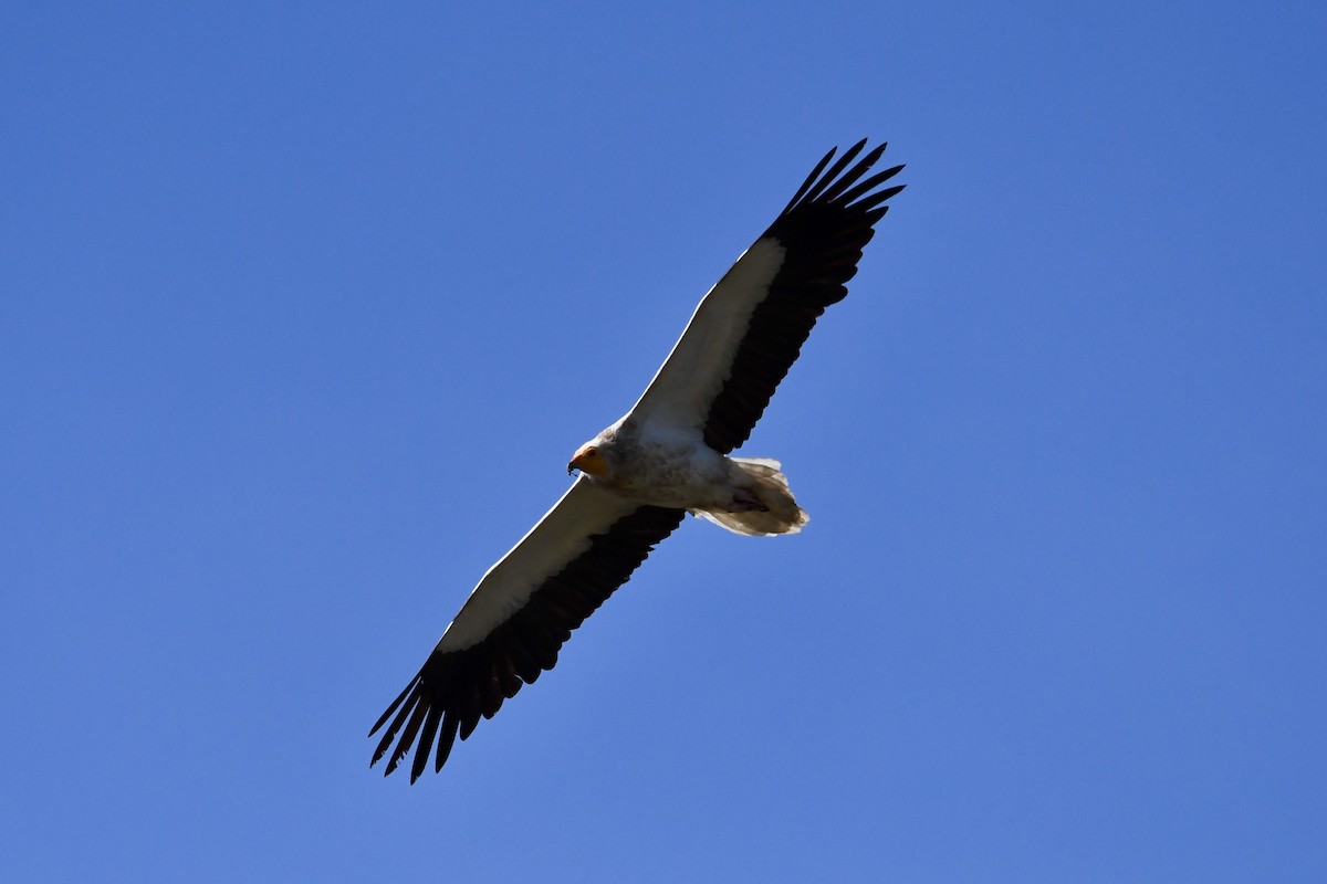 Egyptian Vulture - ML634592490