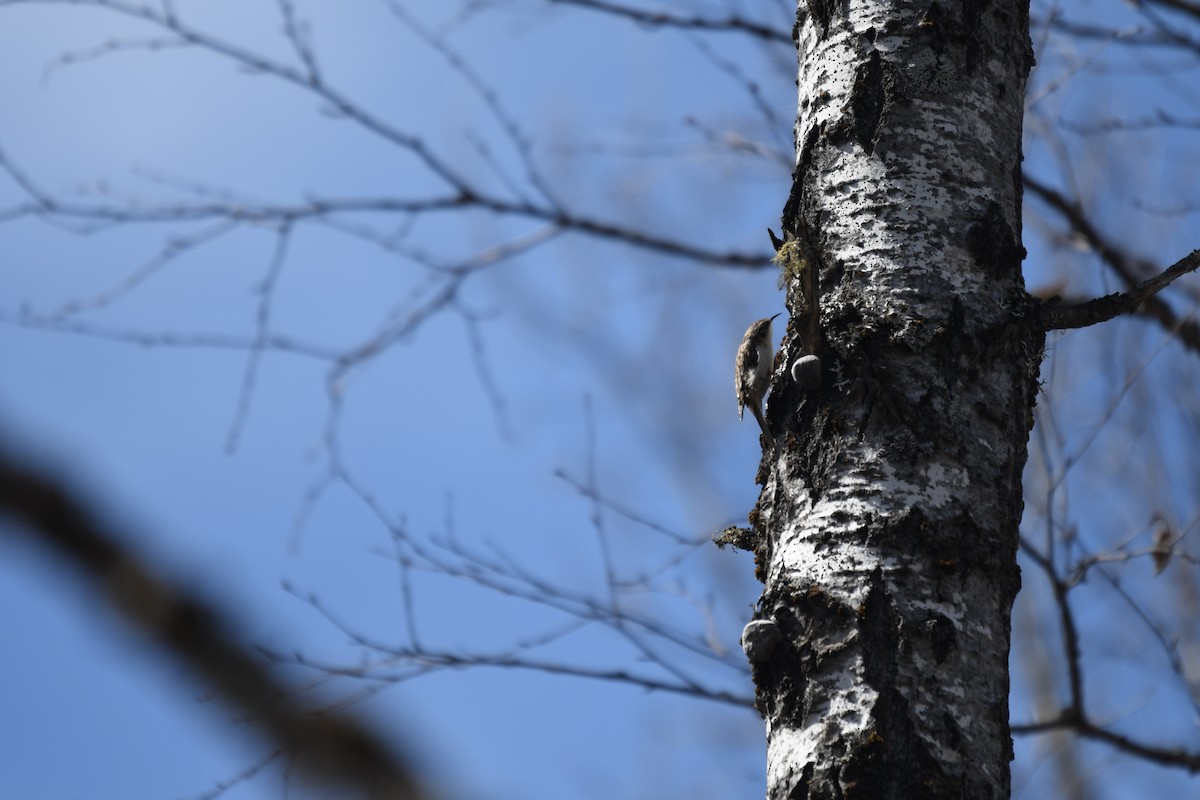 Brown Creeper - ML634592503