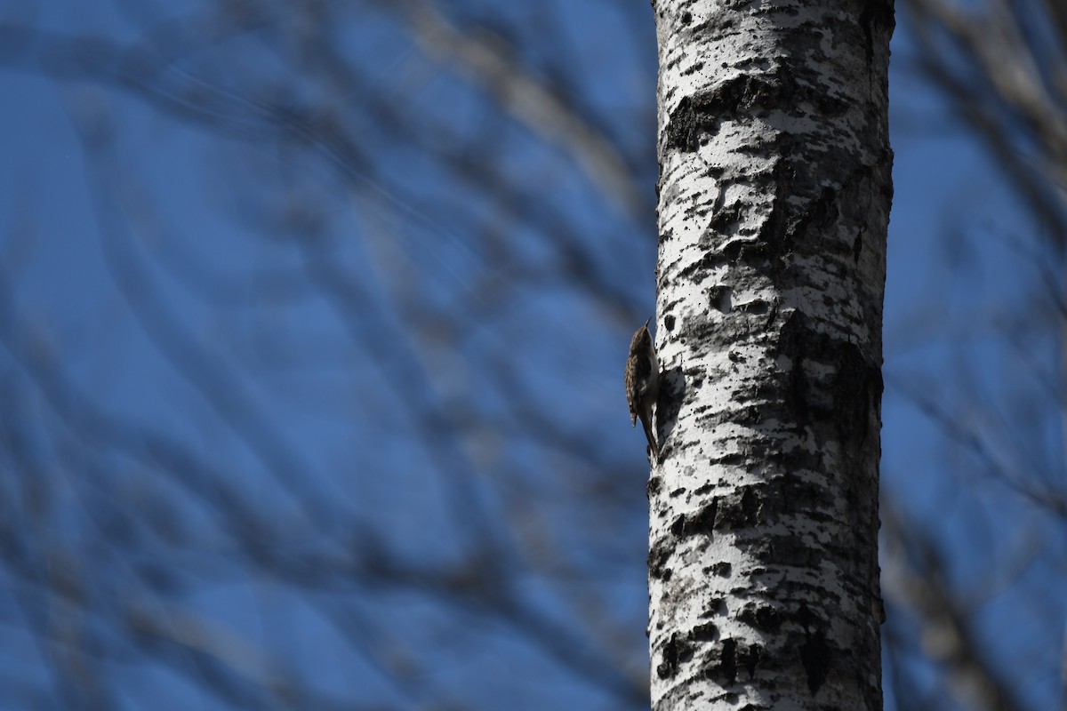 Brown Creeper - ML634592504