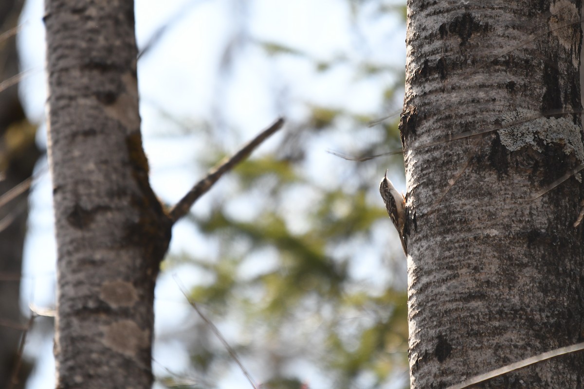 Brown Creeper - ML634592522