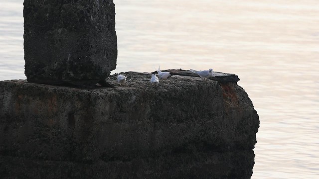 Black-naped Tern - ML634592524