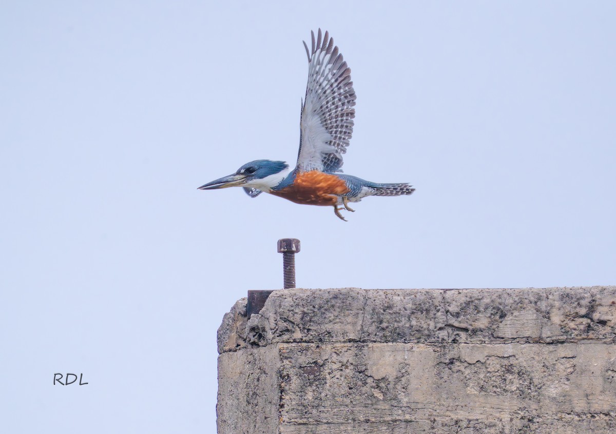 Ringed Kingfisher - ML634592553
