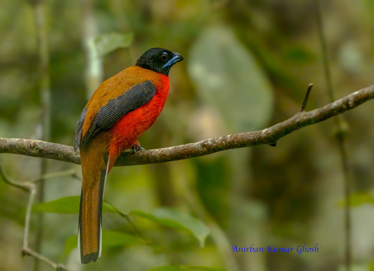 Cinnamon-rumped Trogon - ML634592614