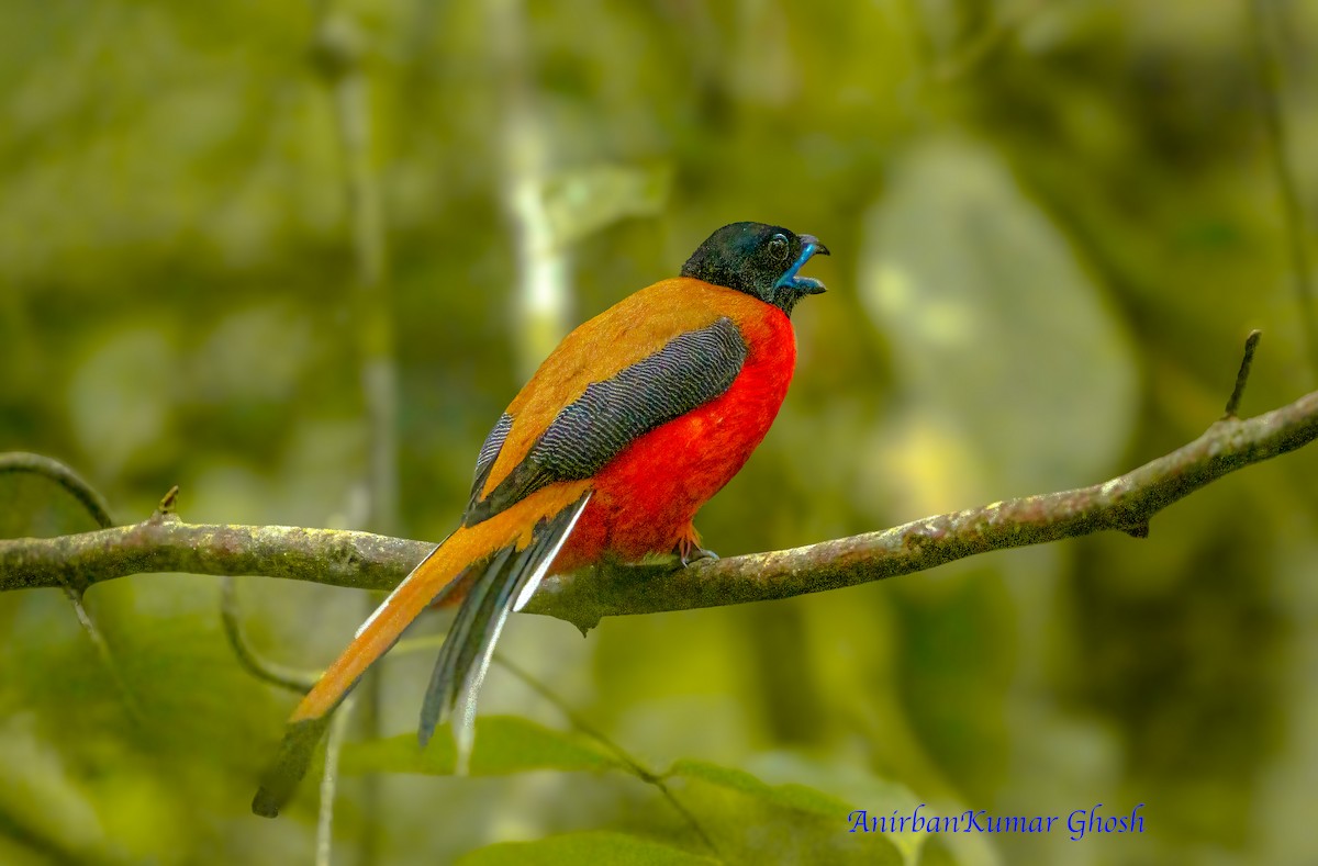 Cinnamon-rumped Trogon - ML634592615