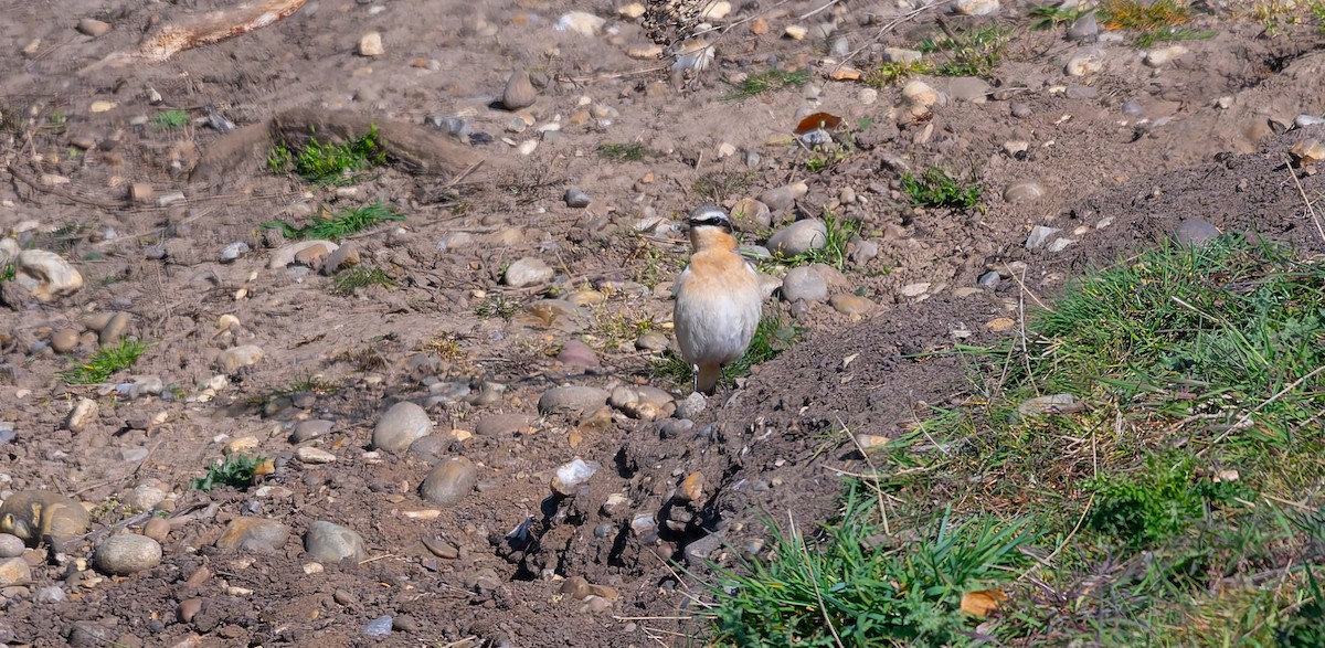 Northern Wheatear (Greenland) - ML634592620