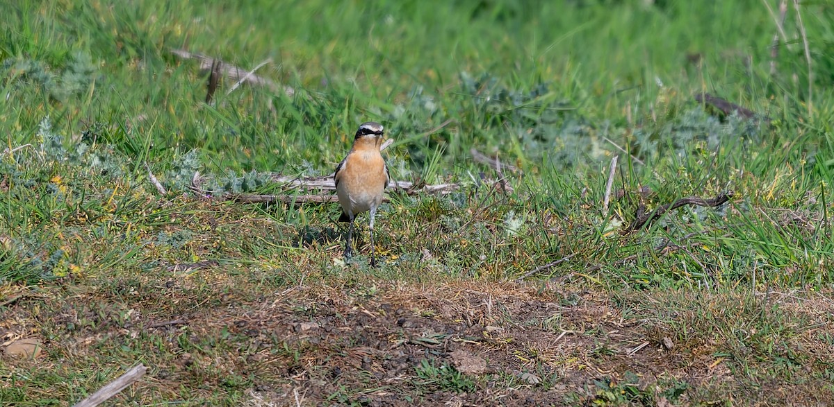 Northern Wheatear (Greenland) - ML634592621