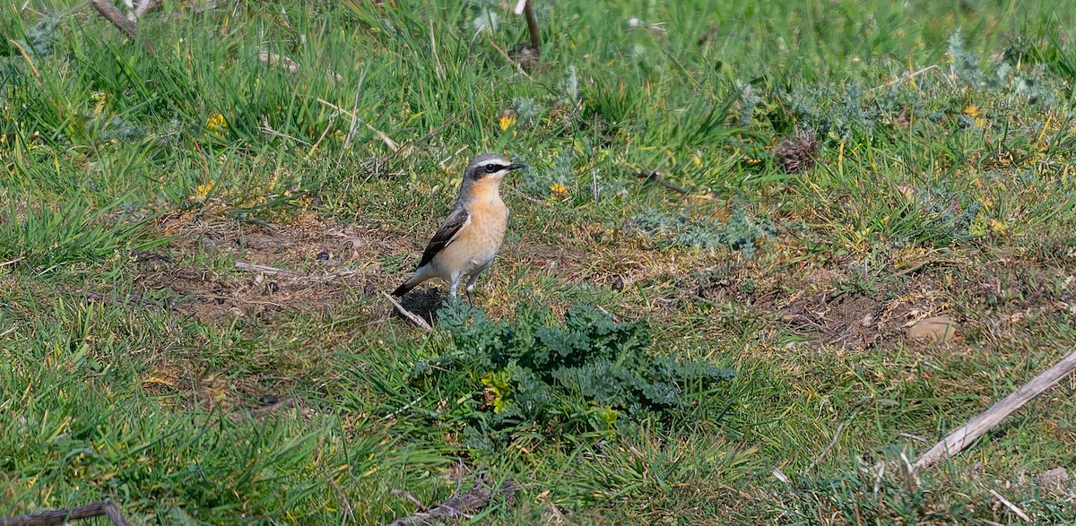 Northern Wheatear (Greenland) - ML634592622