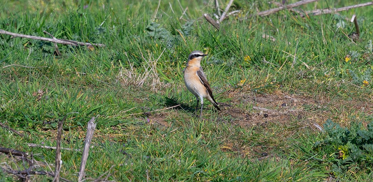 Northern Wheatear (Greenland) - ML634592623