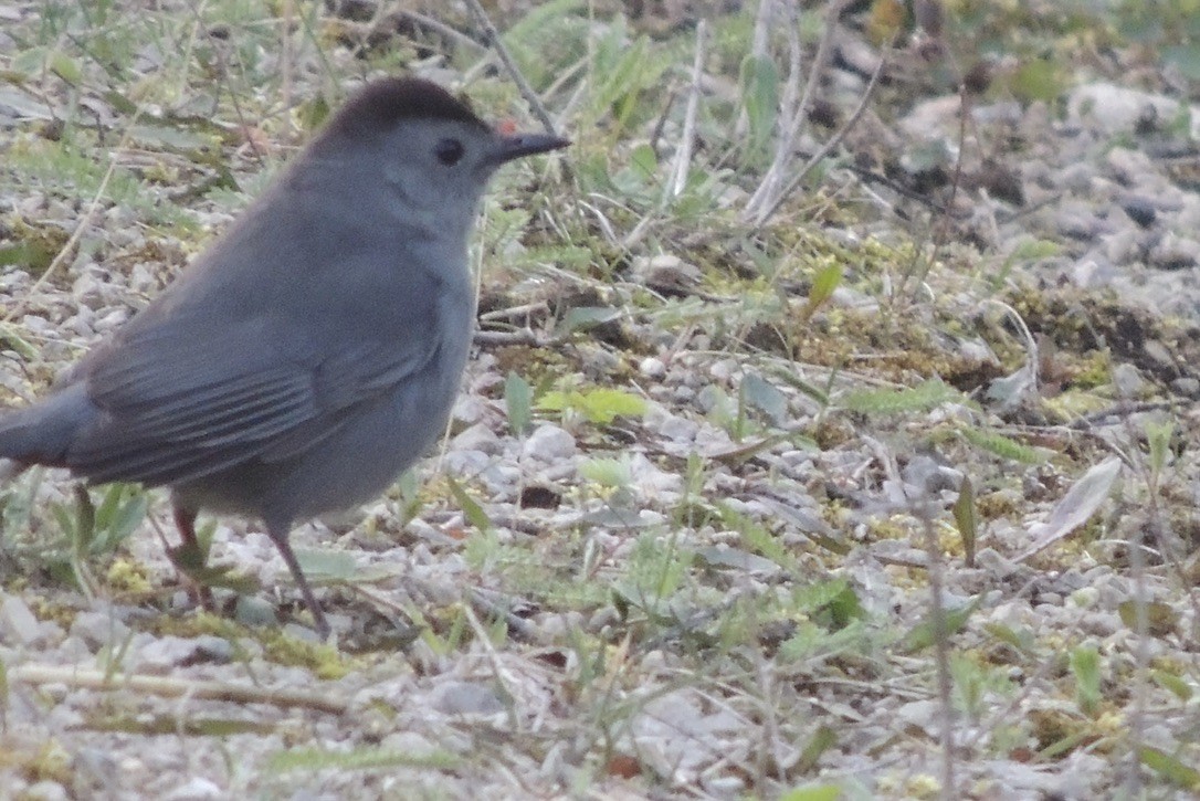 kattespottefugl - ML634592656