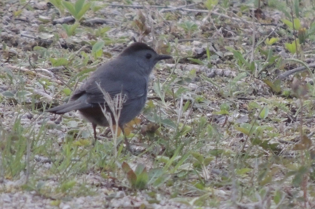 kattespottefugl - ML634592657