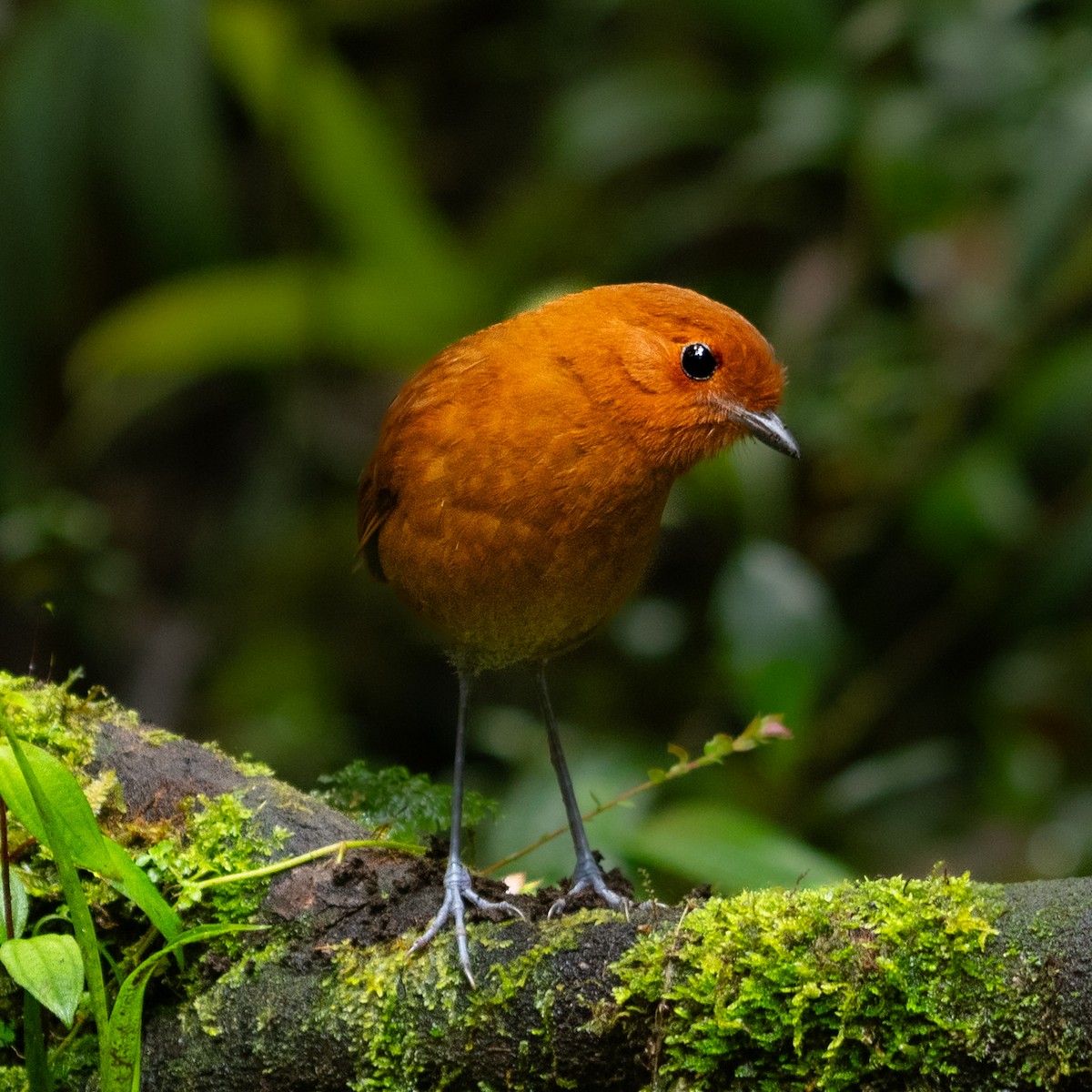 Chestnut Antpitta - ML634592669