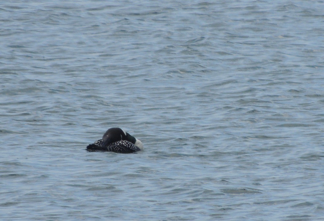 Common Loon - ML634592678