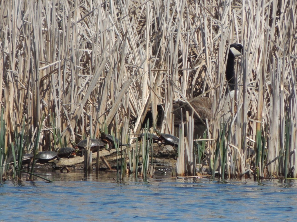 Canada Goose - ML634592684
