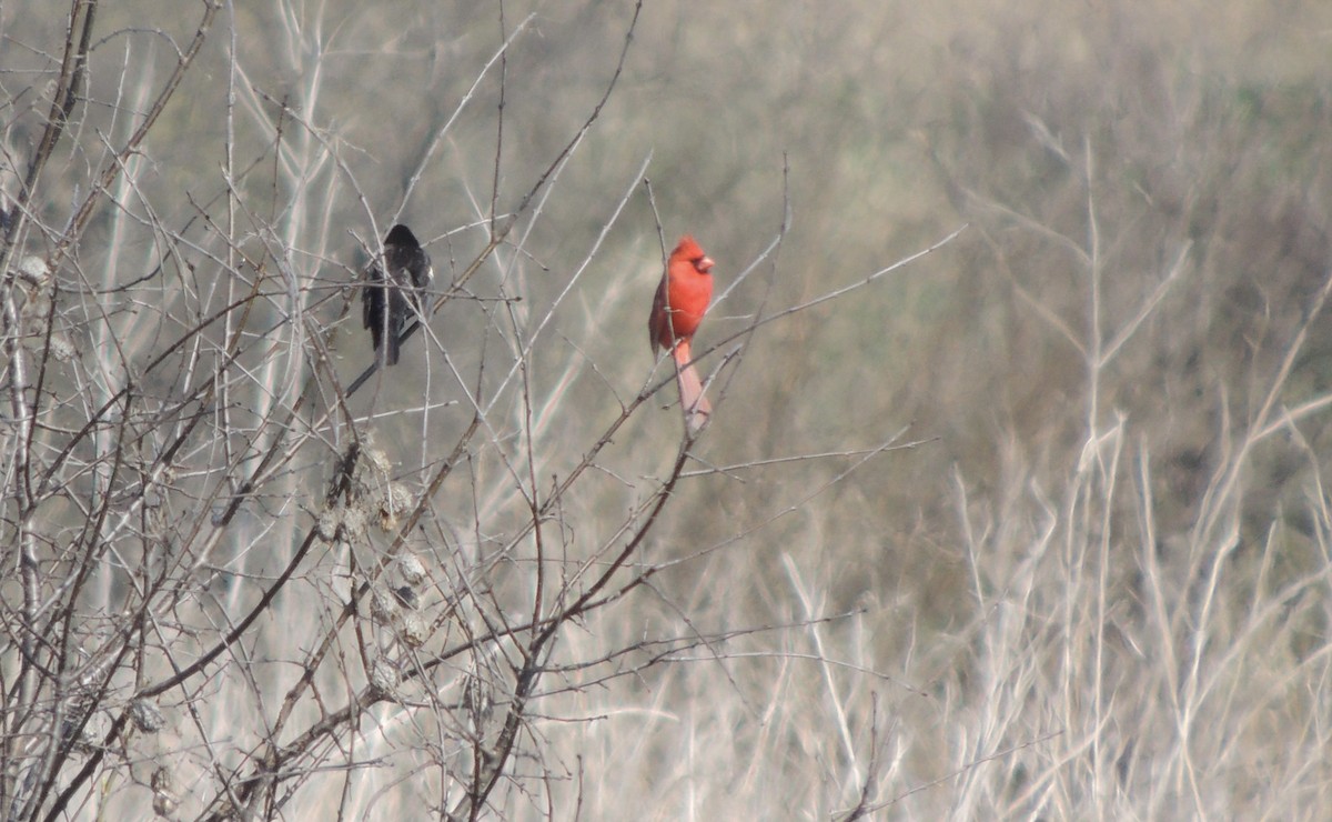 Northern Cardinal - ML634592731