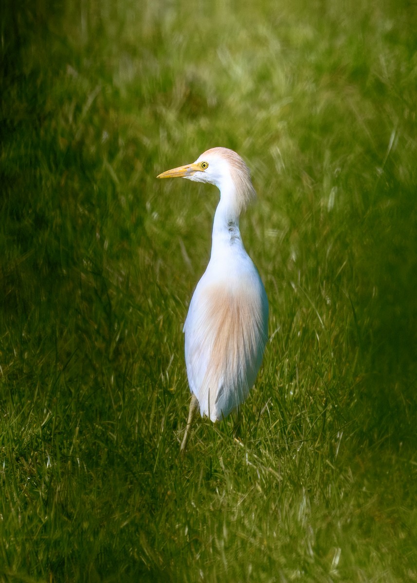 Western Cattle-Egret - ML634592800