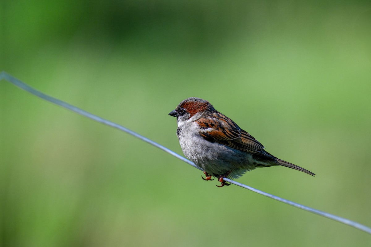 House Sparrow - ML634592832