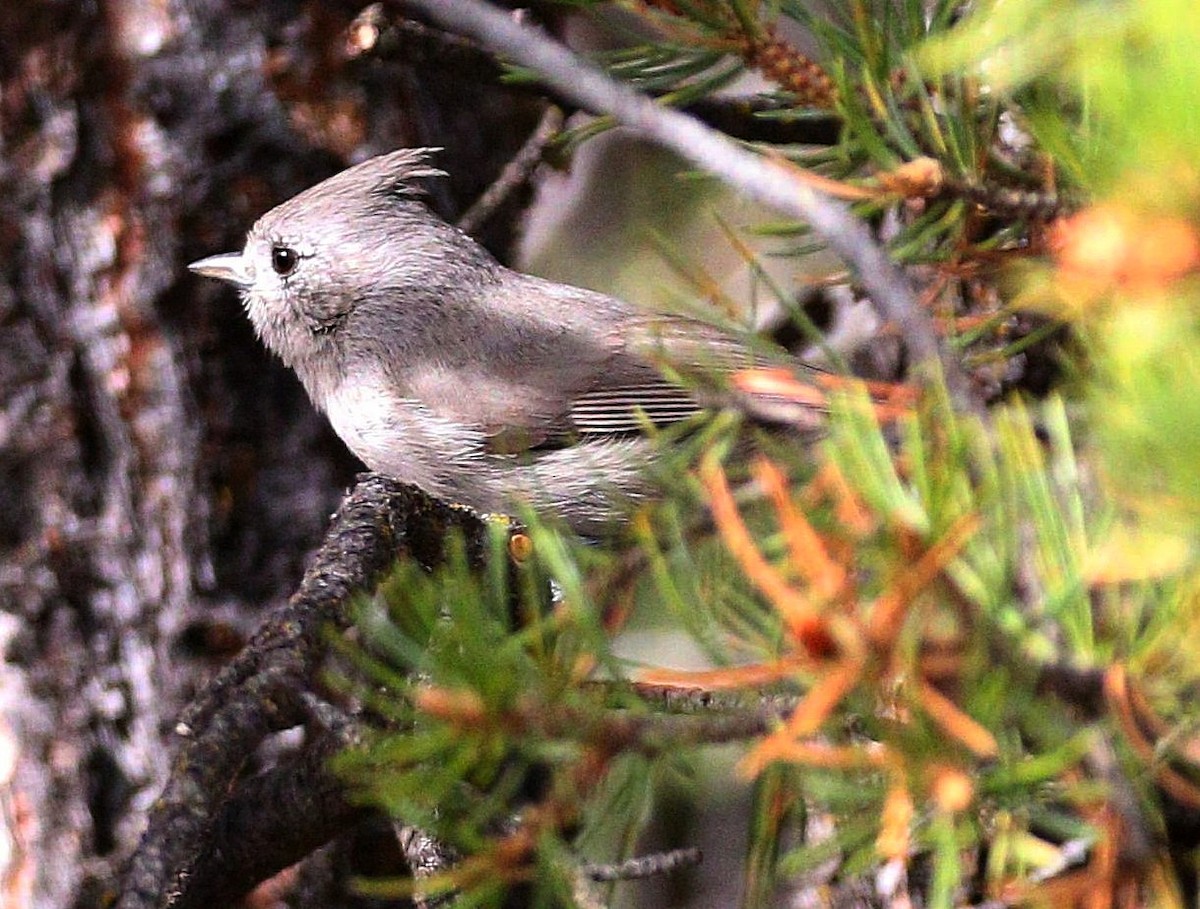 Juniper Titmouse - ML634592903