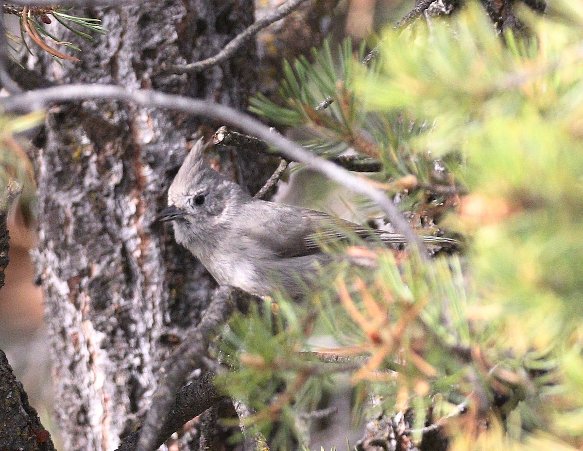 Juniper Titmouse - ML634592904