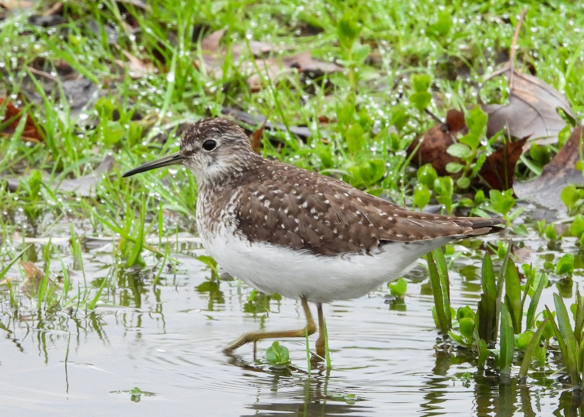 Solitary Sandpiper - ML634592930