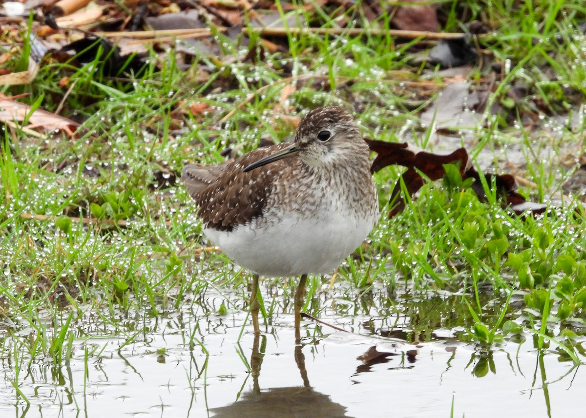 Solitary Sandpiper - ML634592932