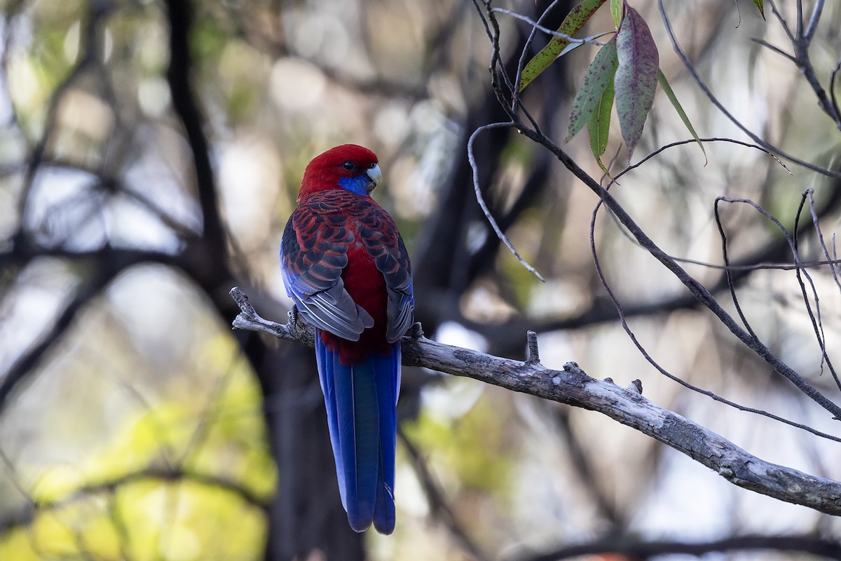 アカクサインコ（elegans グループ） - ML634592949