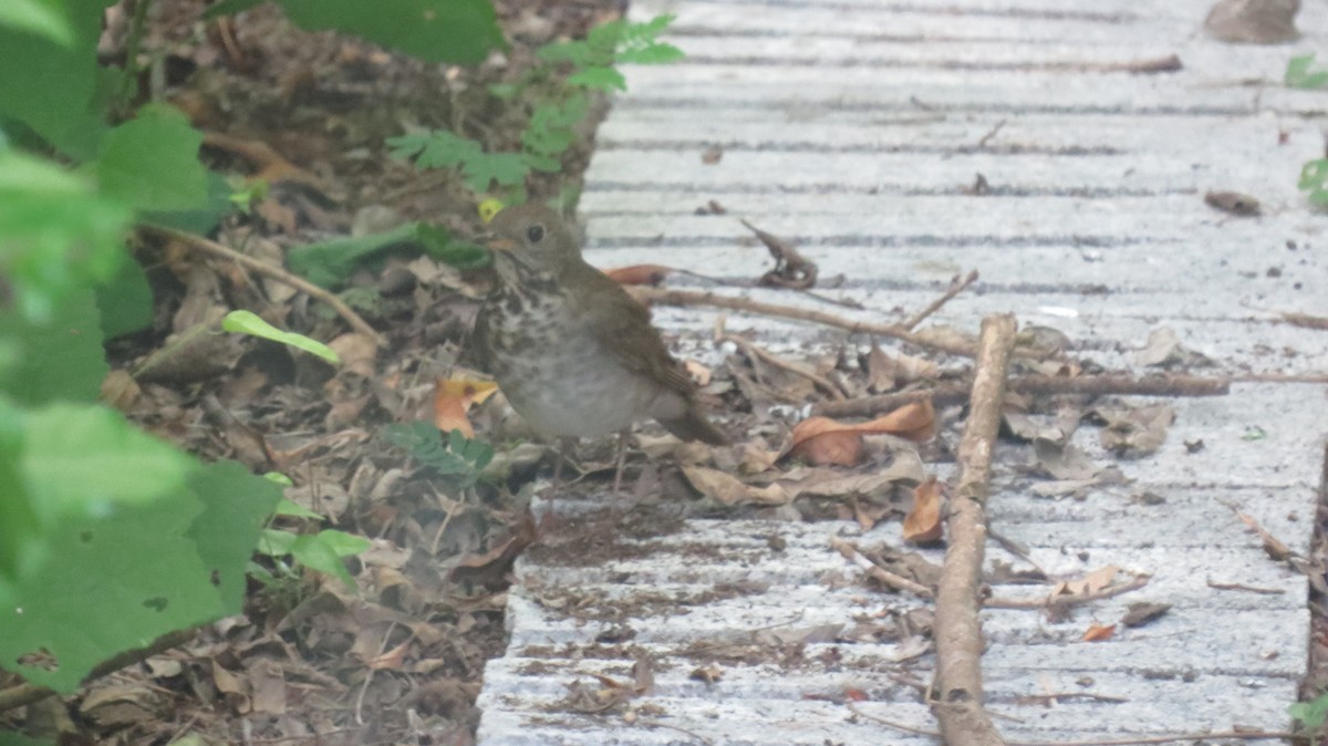 Gray-cheeked Thrush - ML634593004