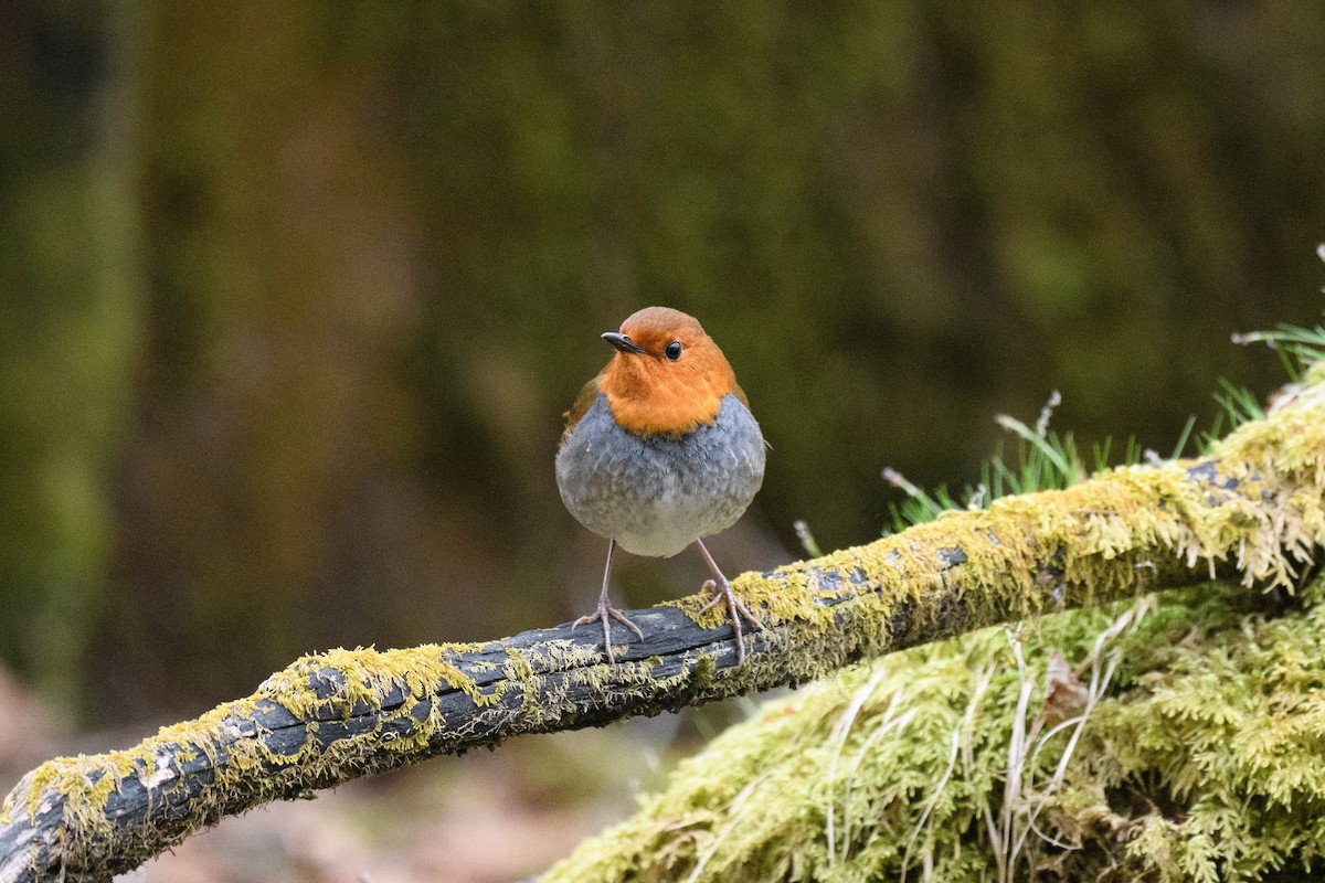 Japanese Robin - ML634593021