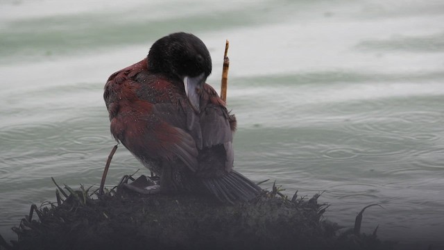 Blue-billed Duck - ML634593126