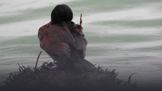 Blue-billed Duck - ML634593127