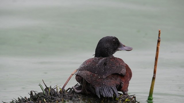 Blue-billed Duck - ML634593129