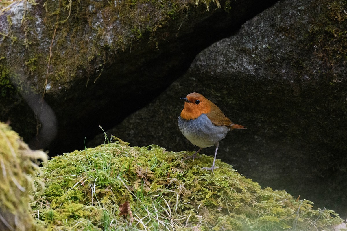 Japanese Robin - ML634593154