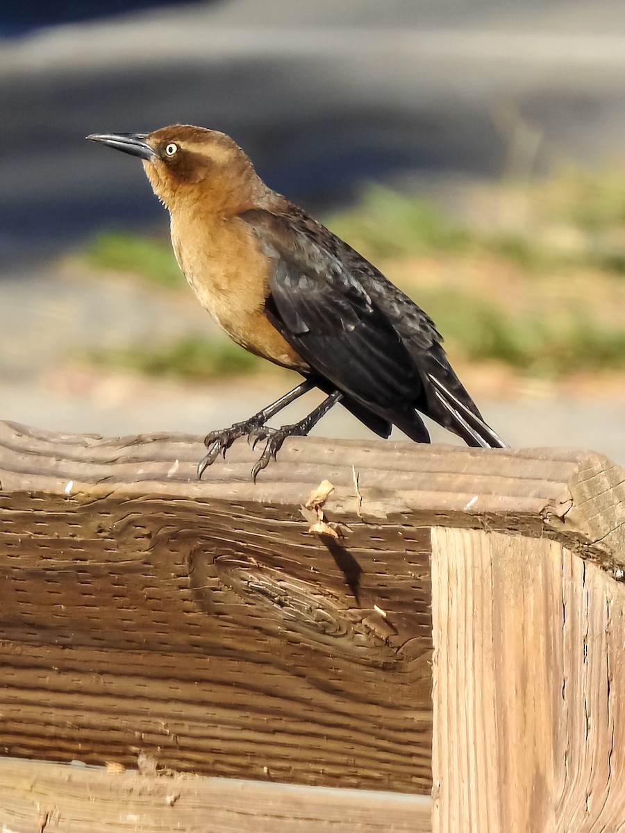 Great-tailed Grackle - ML634593183