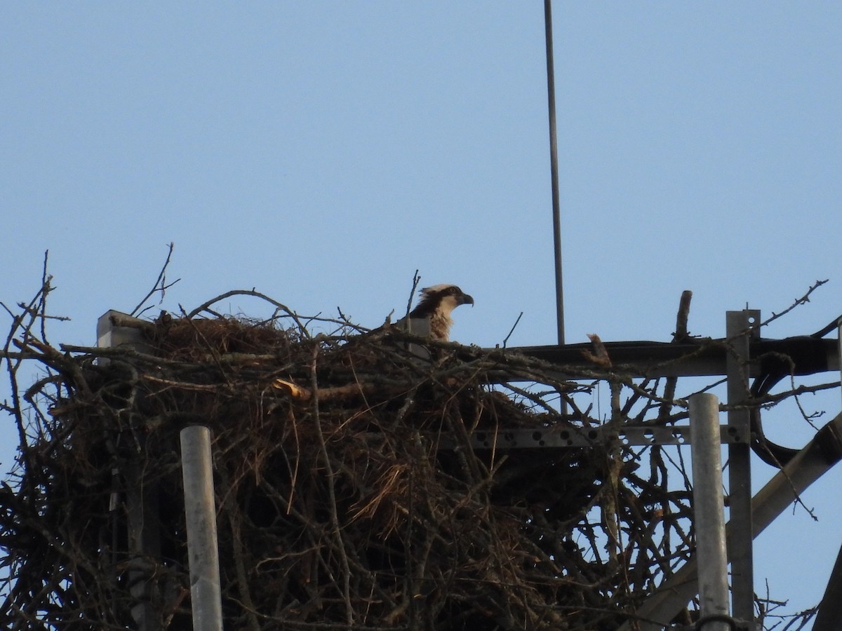 Osprey - ML634593209