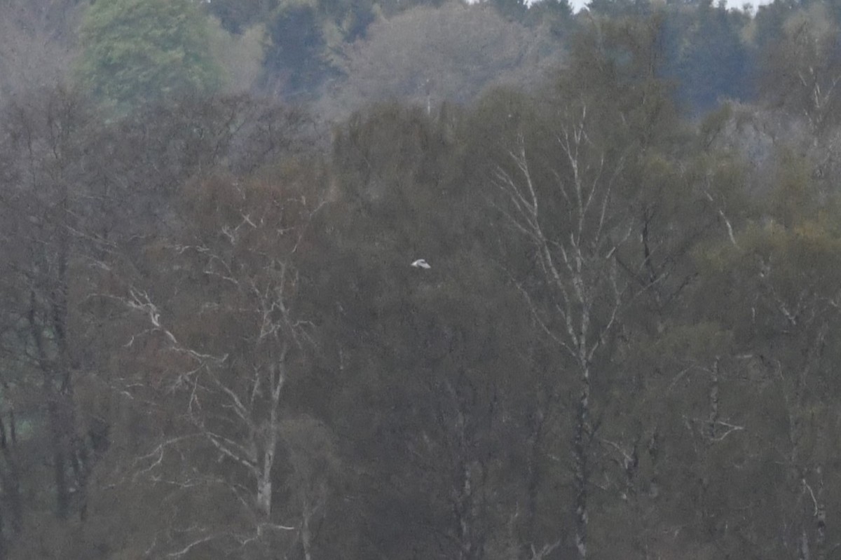 Black-winged Kite - ML634593278