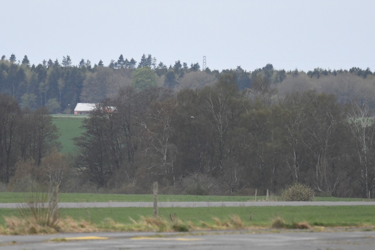 Black-winged Kite - ML634593279