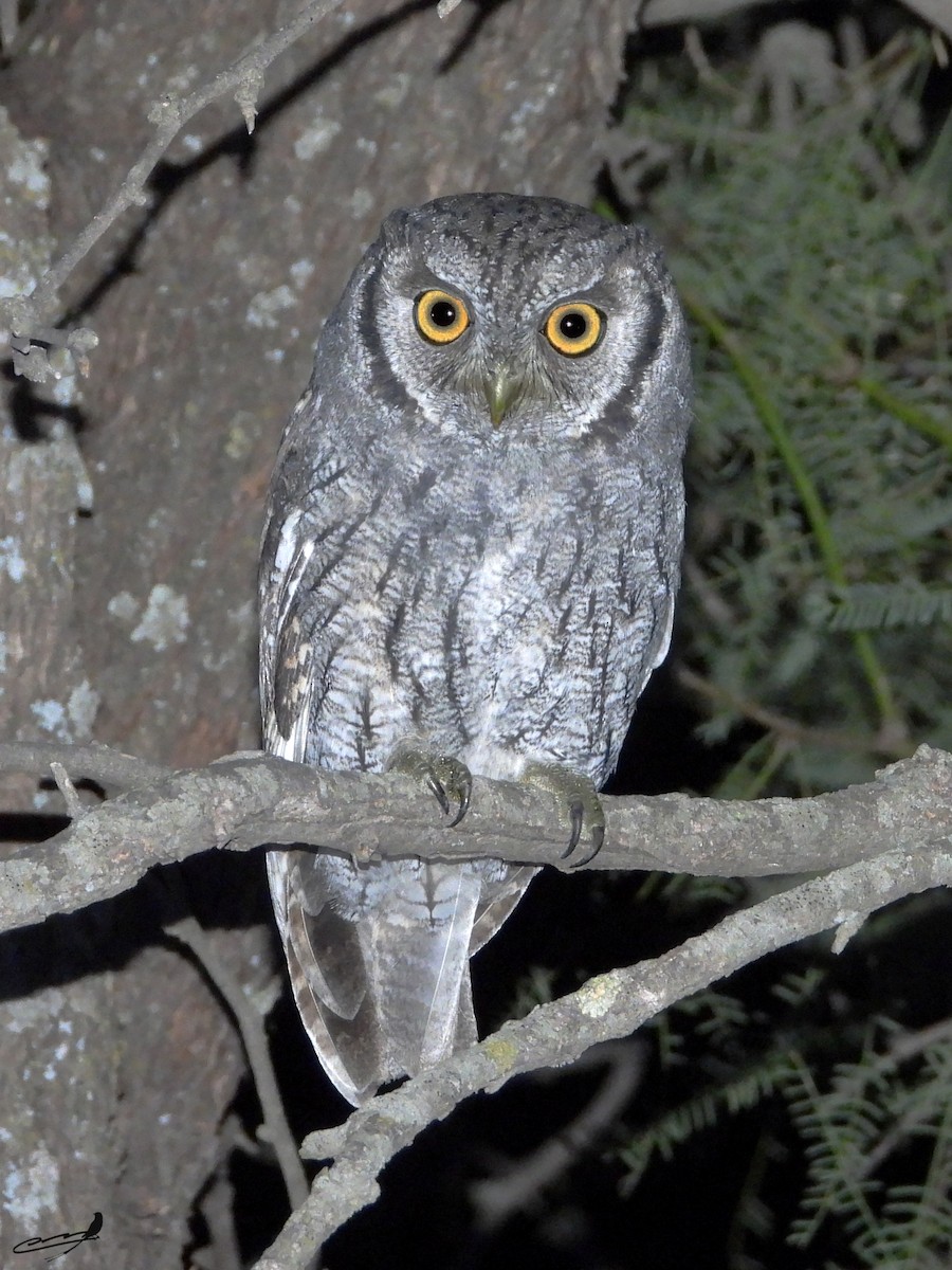 Tropical Screech-Owl - ML634593315