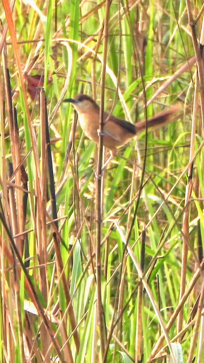 Slender-billed Babbler - ML634593324