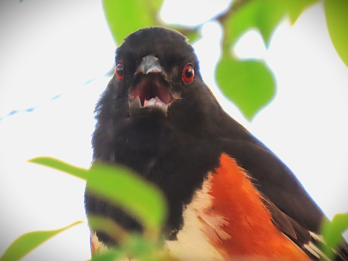 Eastern Towhee - ML634593342