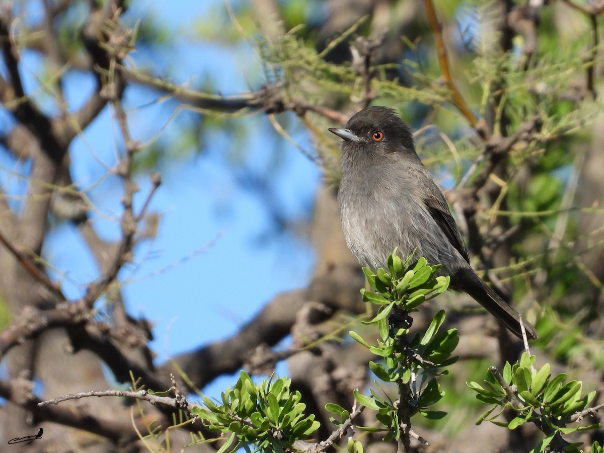 Cinereous Tyrant - ML634593370