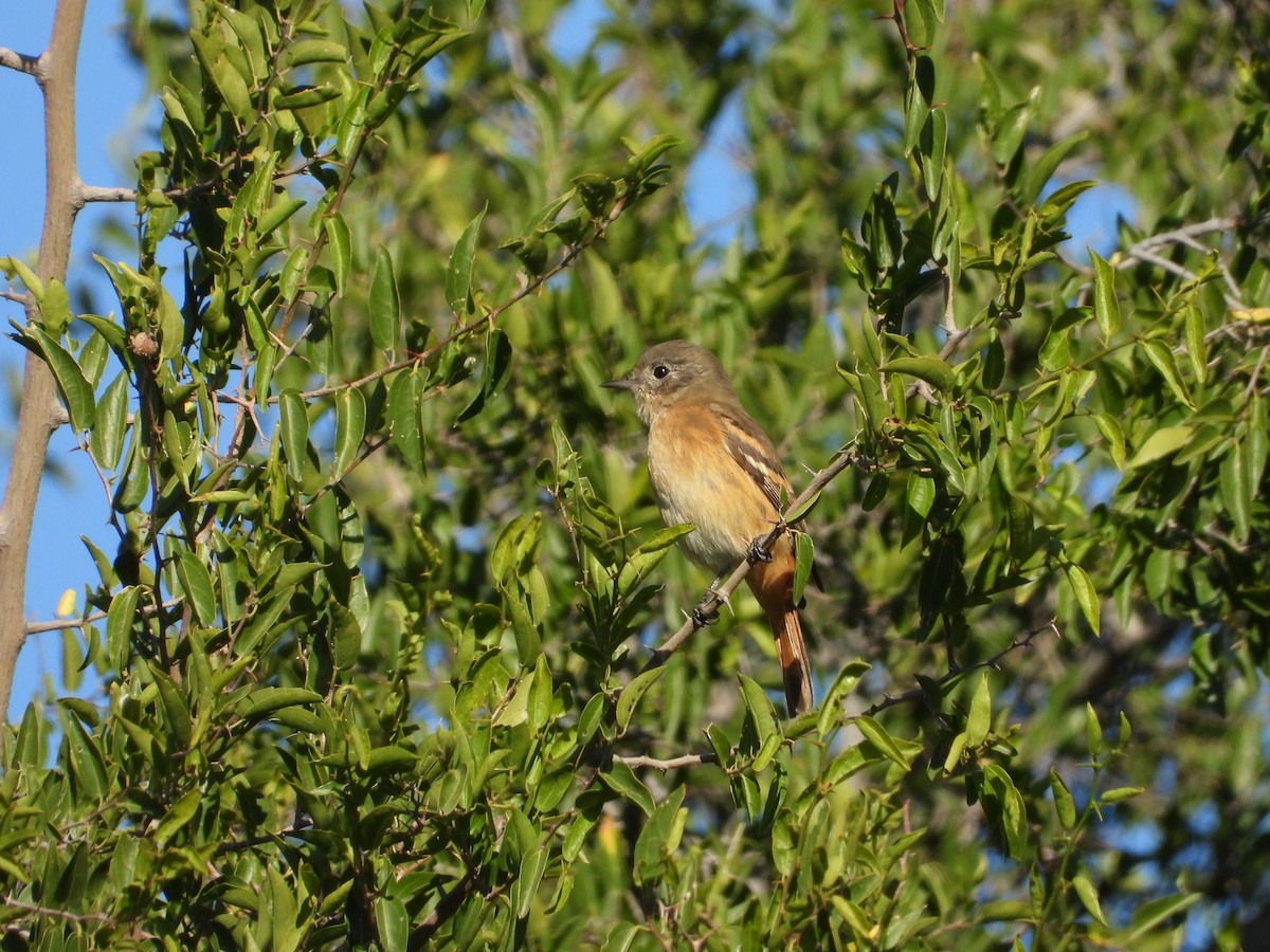 White-winged Black-Tyrant - ML634593377