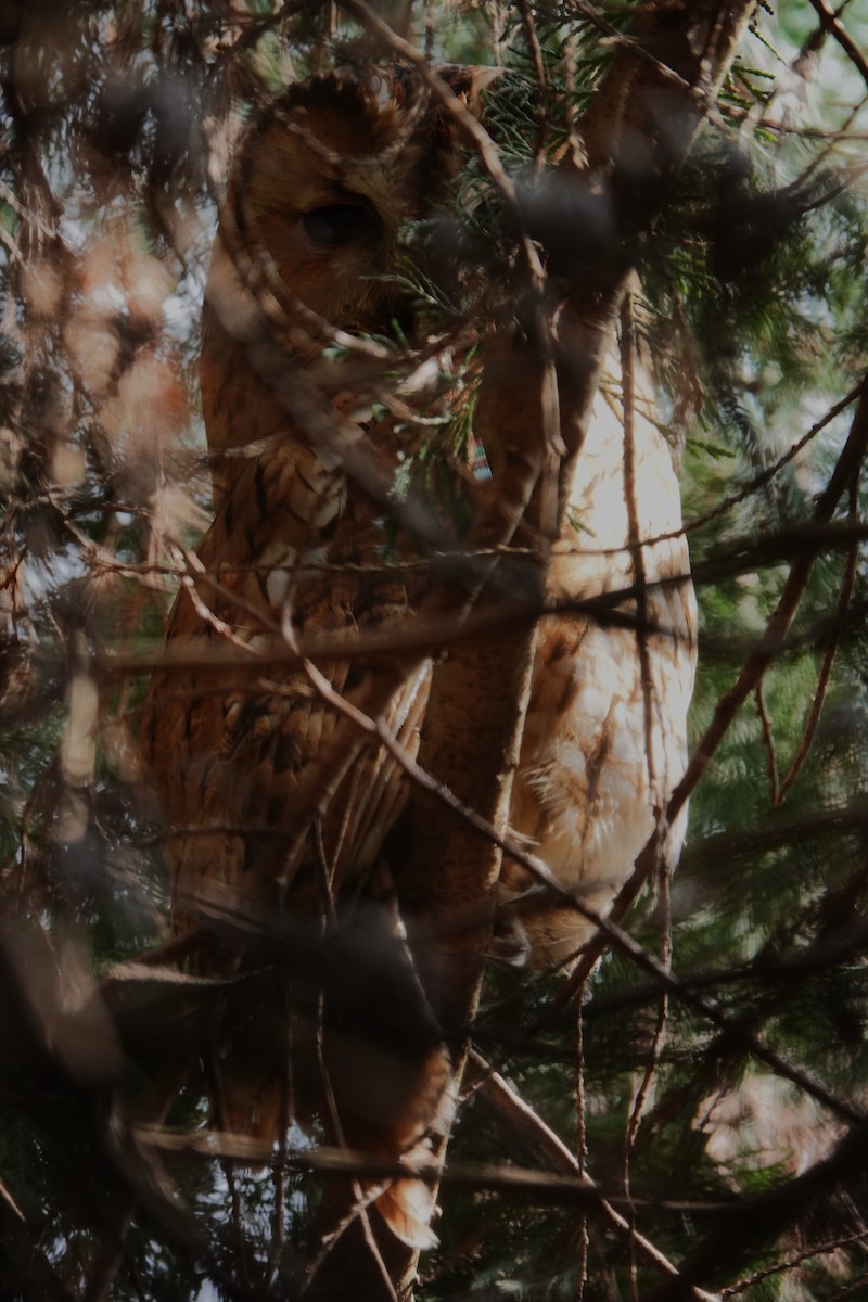 Tawny Owl - ML634593378
